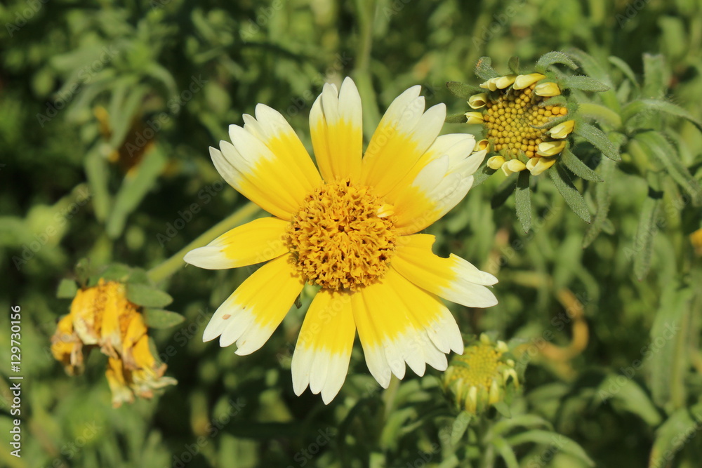 Obraz premium Yellow and white 