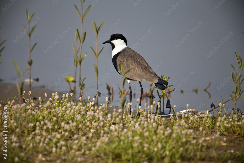Spur-winged lapwing Spur-winged lapwing