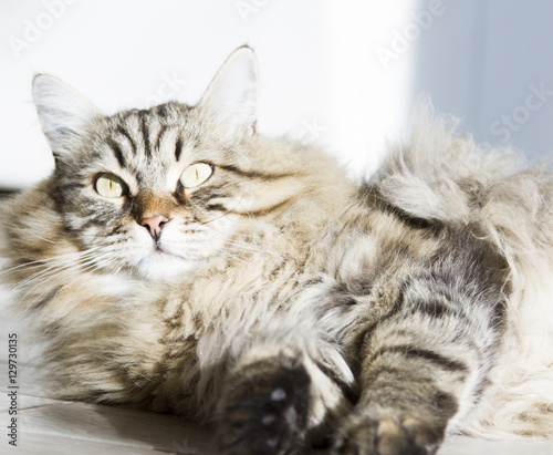 long haired cat of siberian breed, brown tabby