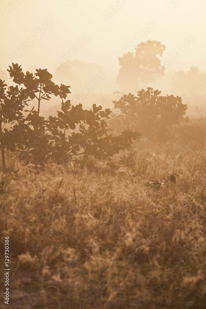 Sunset on african savanna