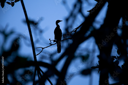 shadow of a cormoran perched in a tree photo