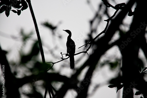 shadow of a cormoran perched in a tree photo