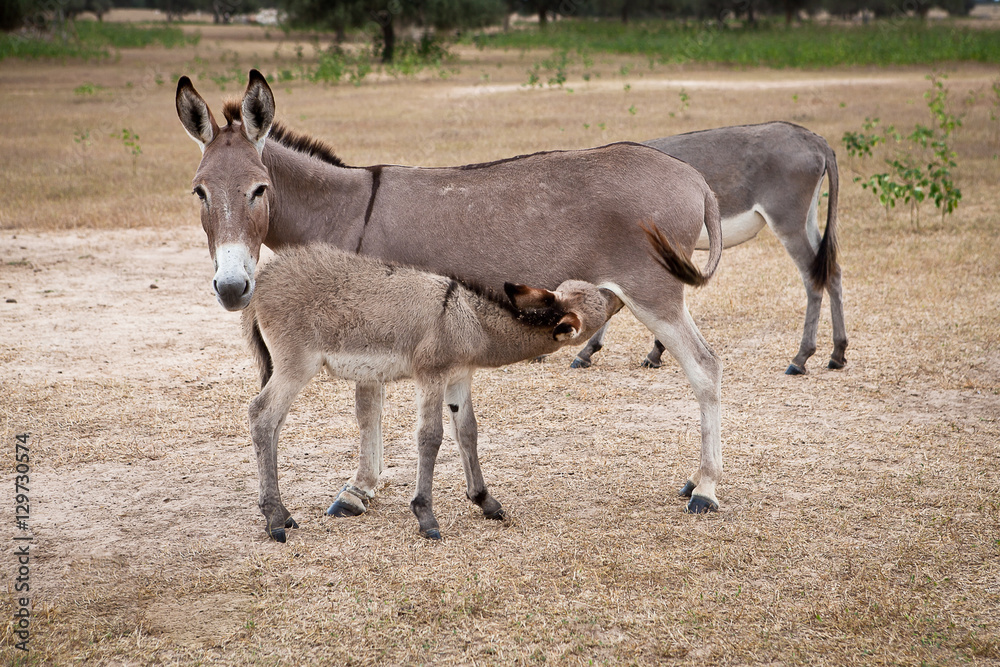 Fototapeta premium Donkey with baby donkey suckling