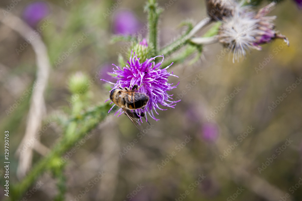 bee foraging on a milk thistle flowerhead bee foraging on a milk thistle flowerhead