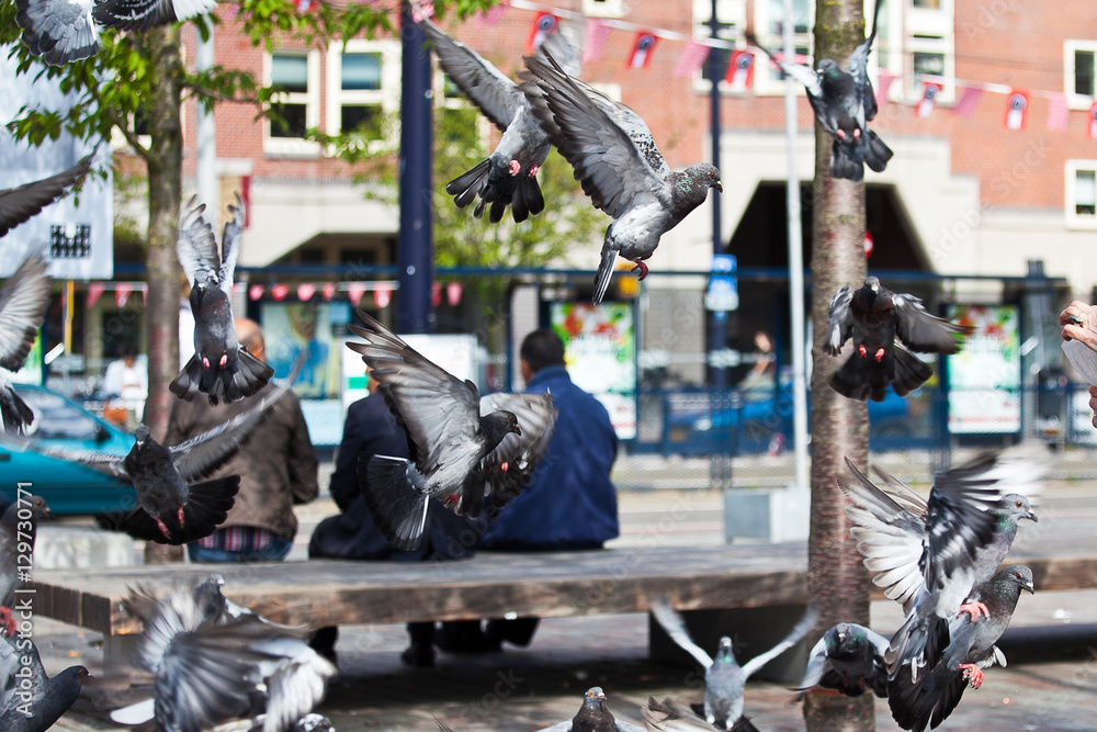 People sitting on a bench in the city, pigeons flying around, Amsterdam