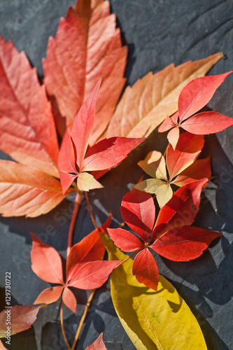 Red and orange tint autumnal leaves composition