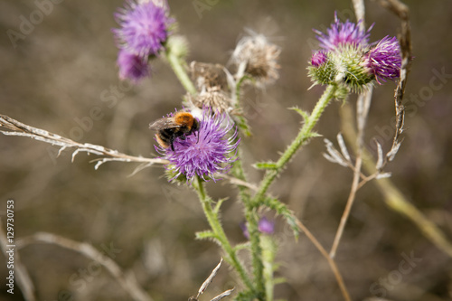 bee foraging on a milk thistle flowerhead