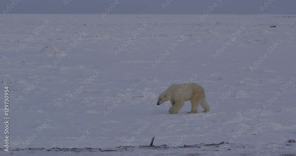 Polar bear walks from frozen beach onto sea ice Polar bear walks from frozen beach onto sea ice
