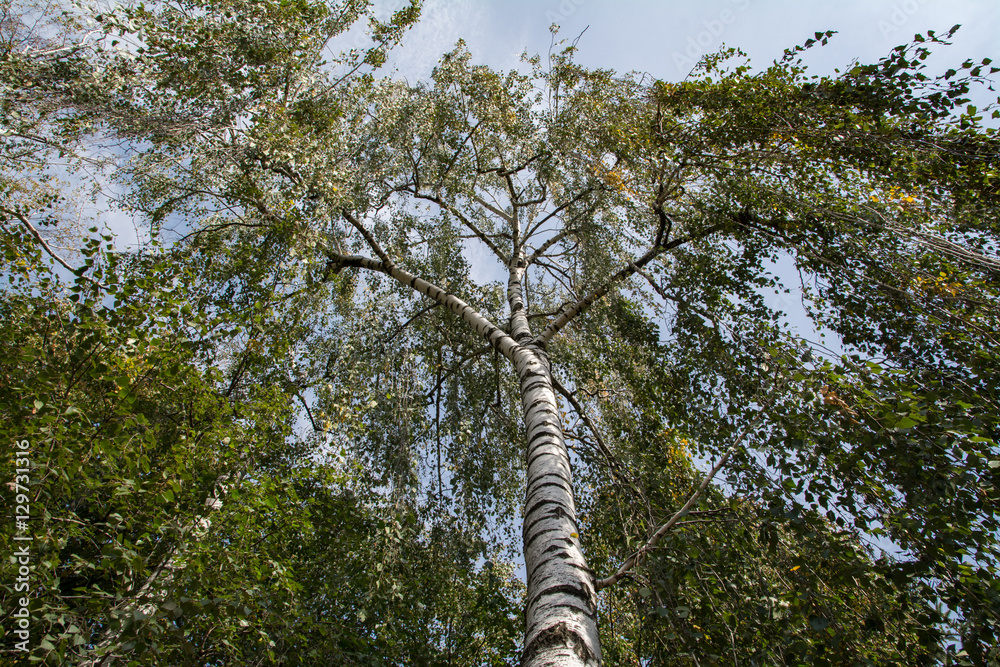 Fototapeta premium Green tree foliage in spring city park