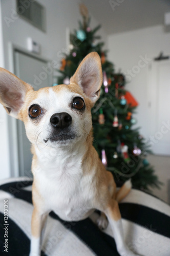Chihuahua and Christmas Tree 