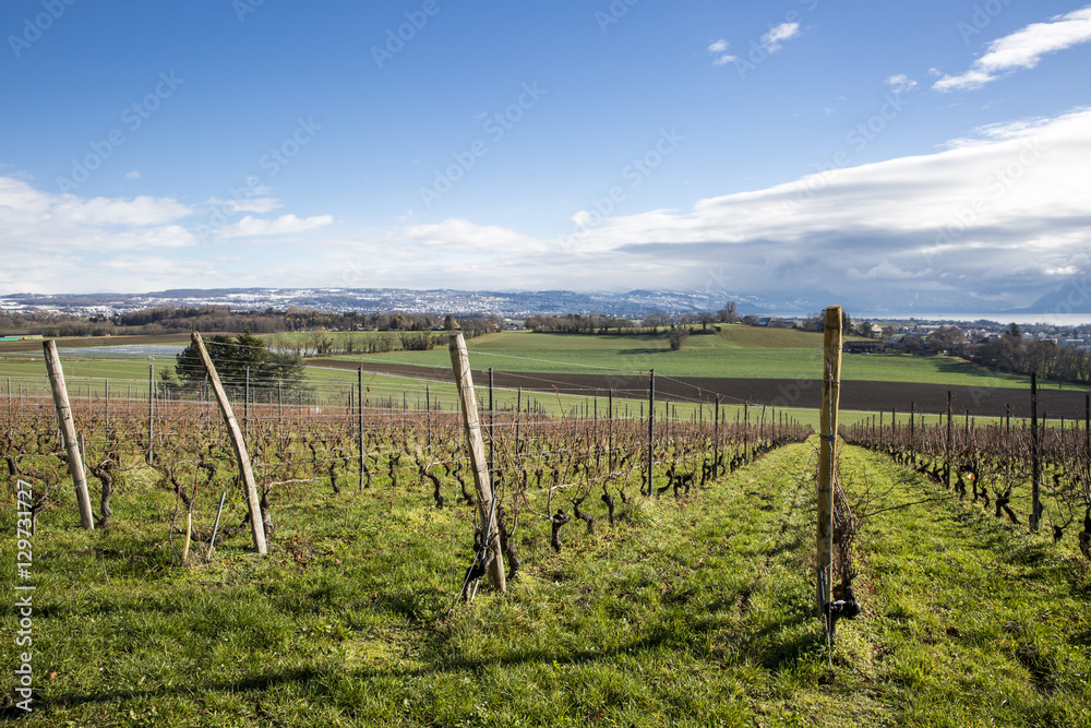 Swiss autumn landscape with vineyards, green field and Leman lake and mountain in the background