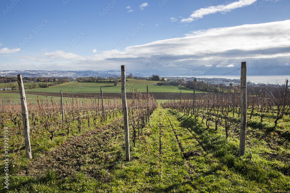Swiss autumn landscape with vineyards, green field and Leman lake and mountain in the background