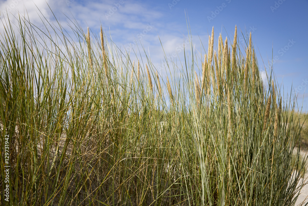 dune grass in the wind at a sunny afternoon in summer dune grass in the wind at a sunny afternoon in summer
