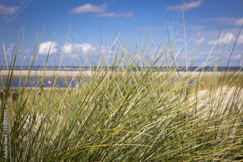 sand dunes with grass and a beach  Ameland Island  The Netherlands