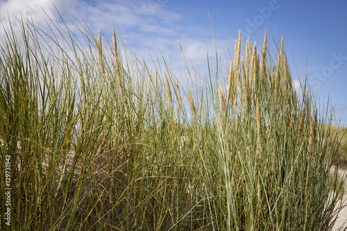 dune grass in the wind at a sunny afternoon in summer