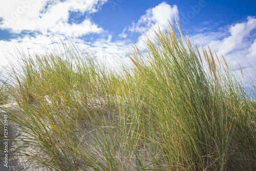 Wallpaper Mural dune grass in the wind at a sunny afternoon in summer Torontodigital.ca