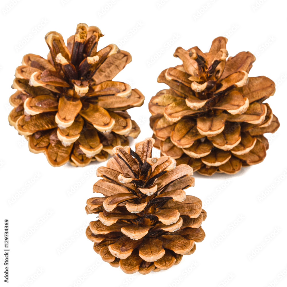 Beautiful pine cones isolated on a white background Beautiful pine cones isolated on a white background
