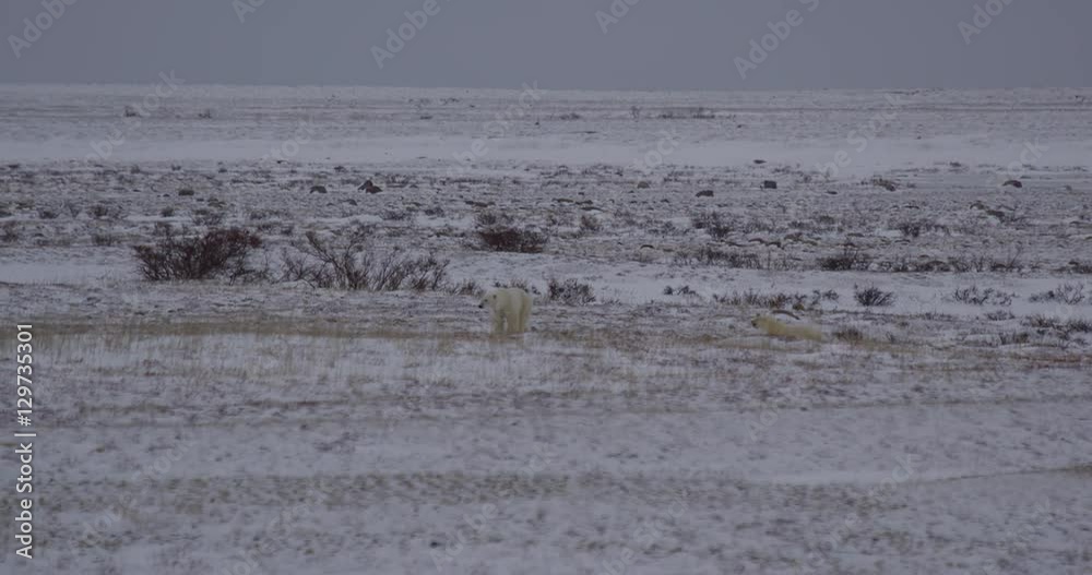 Two polar bears walk wearily across frozen tundra Two polar bears walk wearily across frozen tundra