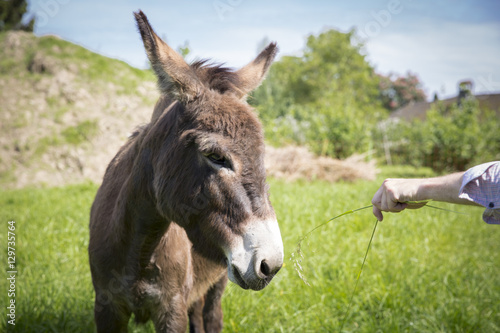 donkey in a field with a hand feeding him