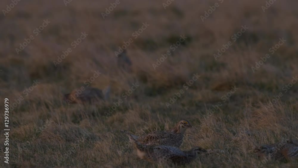 Two Sharp-tailed Grouse Fighting