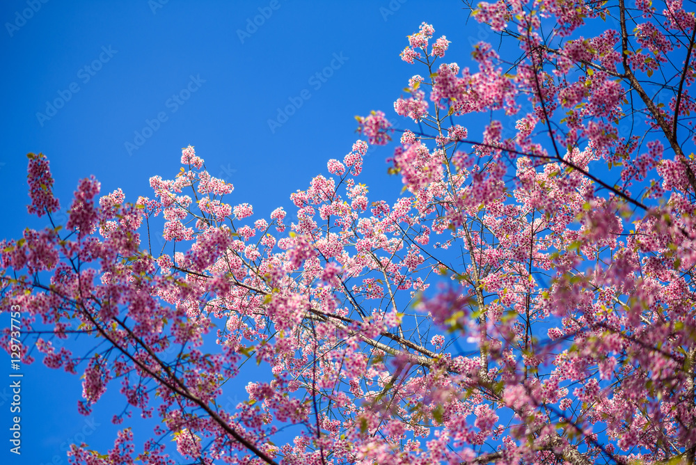 Spring Pink Cherry Blossoms in Blue Sky , sakura flowers Spring Pink Cherry Blossoms in Blue Sky , sakura flowers