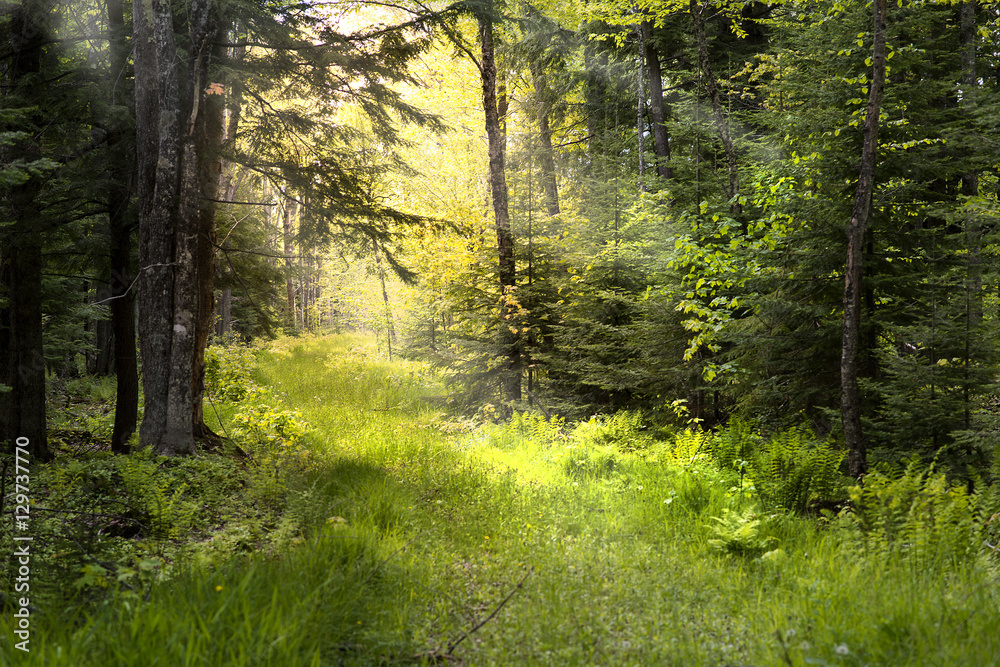 Naklejka premium Old Road