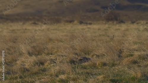 Slow Motion of Sharp Tail Grouse photo