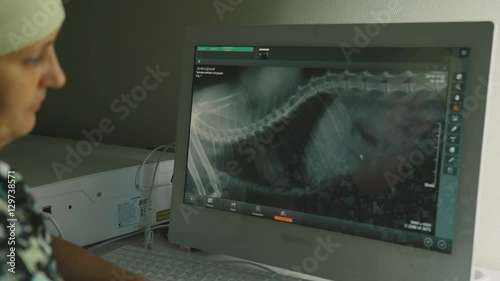 Screen computer monitor: X-ray of an animal. The doctor is a veterinarian examines dog X-ray image. Labrador dog skeleton. Doctor vet working at the computer. Electronic X-ray image.