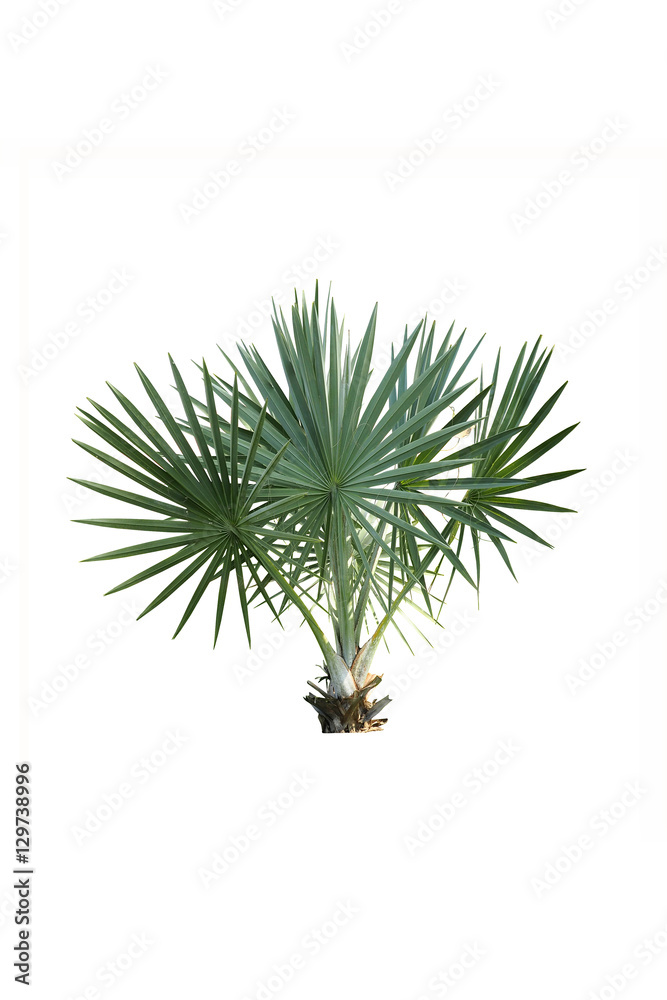 Fototapeta premium mini palm tree isolated