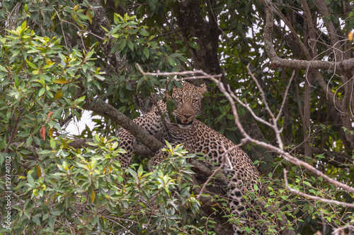 The leopard waiting prey. On tree. Masai Mara, Kenya