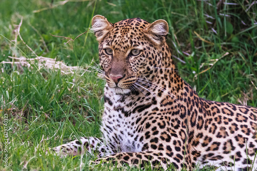 Young leopard resting. Nakuru  Kenya