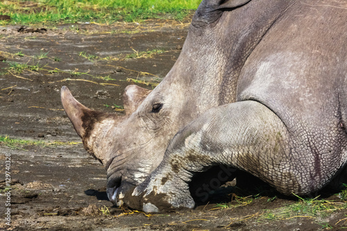 Do not touch the rhino - he sleeps. Nakuru, Kenya