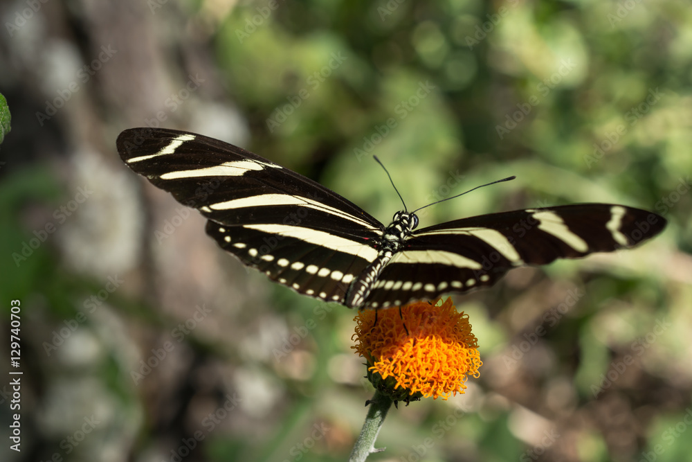 Fototapeta premium La mariposa de rayas está tranquila en la flor anaranjada.
