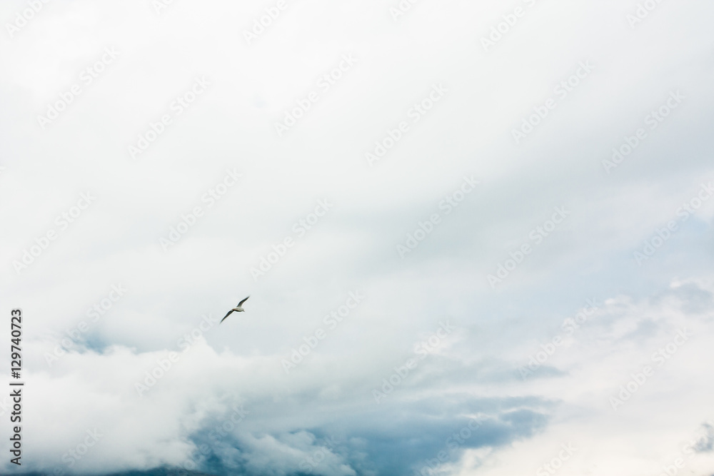 Fototapeta premium seagull flying in the sky