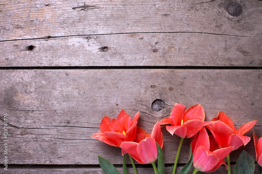 Bright spring tulips  on vintage  wooden background.