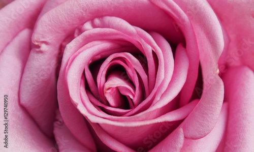 Pink  Rose close up. Background.