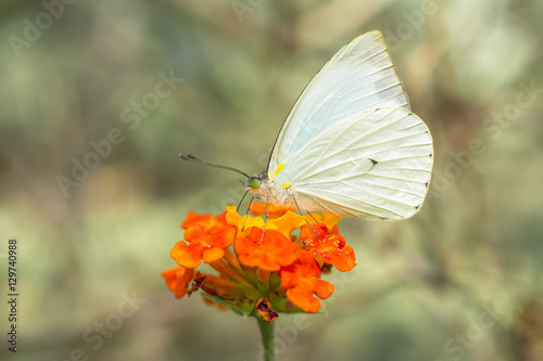 La mariposa camina arriba de la flor. © jesuschurion57