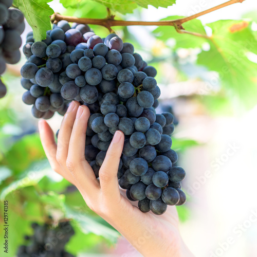 woman hand hold purple red grapes on the vine