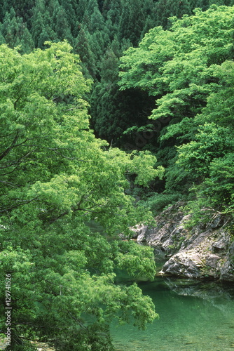 新緑の渓谷 © NaturePhotograph
