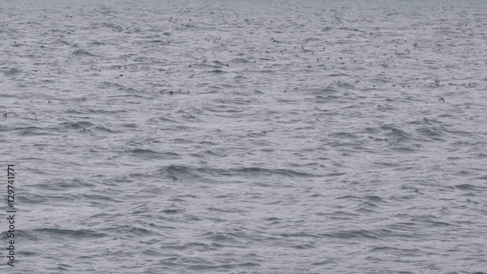 Seabirds fly around rafts on the arctic ocean Seabirds fly around rafts on the arctic ocean