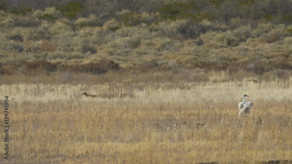 Coyote Waits in Tall Grass Behind Cranes and Ducks Coyote Waits in Tall Grass Behind Cranes and Ducks