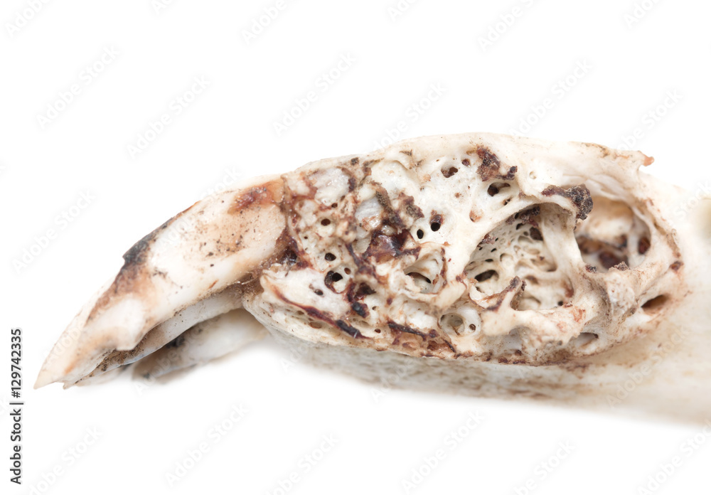old jaw bone with teeth ram old jaw bone with teeth ram