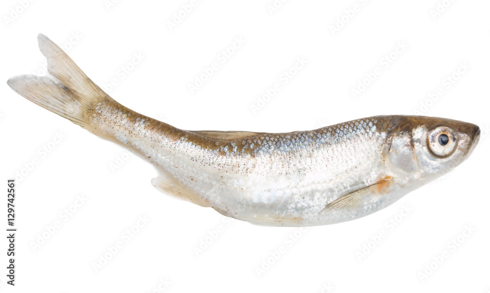 Obraz premium small fish on a white background