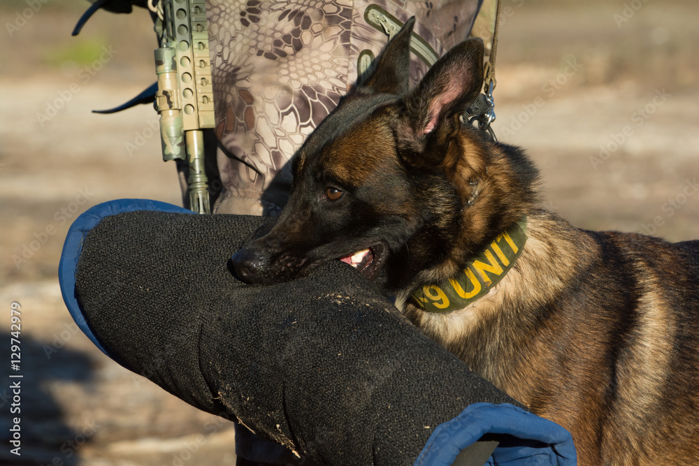 Malinois biting hotsell