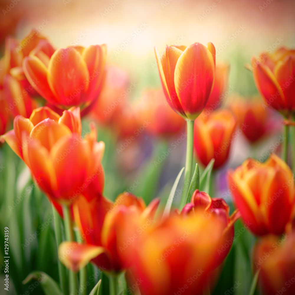 Red tulips fields in warm sunlight Red tulips fields in warm sunlight