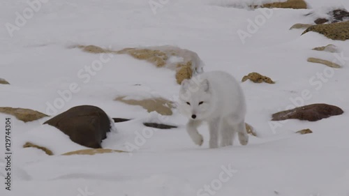 Tracking shot white arctic fox running across rocks in snow