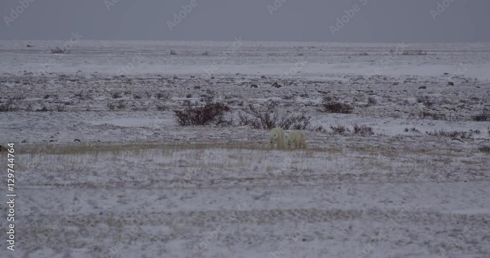 Polar bear with older cub walks across snowy tundra Polar bear with older cub walks across snowy tundra