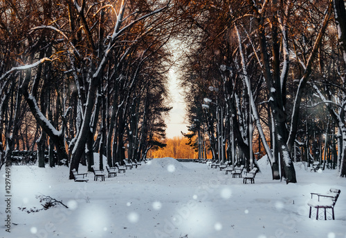 Заснеженная аллея в зимнем парке