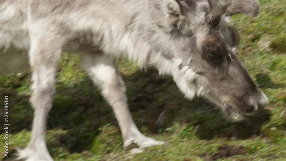 Close on caribou grazing on lichens mosses and grass Close on caribou grazing on lichens mosses and grass