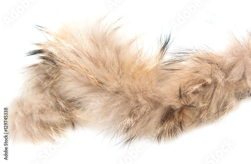 brown fur on a white background